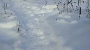 Экспедиция по непроходимым дорогам в лесу)