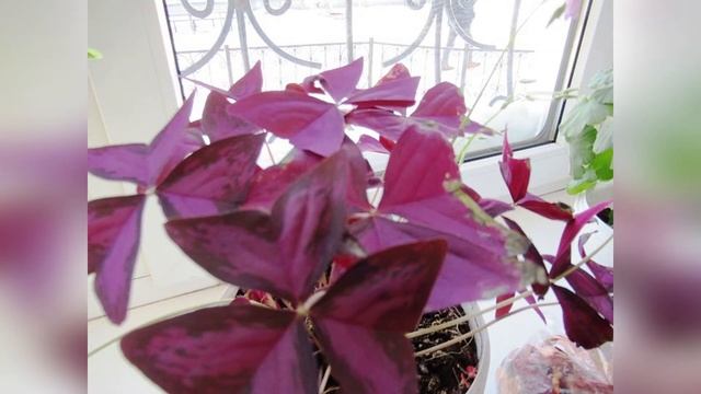 Цветок бабочка уход в домашних условиях #комнатныецветы#кислицаоксалис## смотреть онлайн