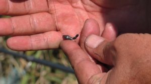 Прикормил и наловил . Рыбалка в сентябре Ловля карпа , карася и линя осенью на поплавок. My fishin