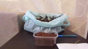 Сеем примулу в декабре.10.12.2019