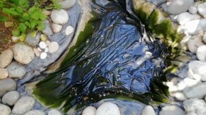 Обустройство декоративного пруда на садовом участке