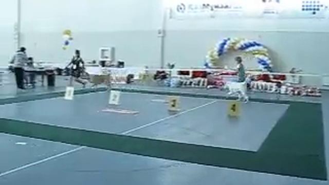 Зара для Караганды алабай в сравнении ,на ЛС, 13 08 2011, Астана,, 1 смотреть онлайн