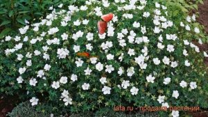 Герань кроваво-красная Альбум (geranium album) ? Альбум обзор: как сажать, саженцы герани Альбум