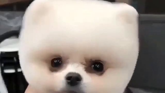 Классная собачка (стрижка) смотреть онлайн