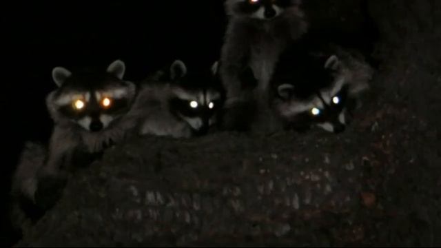 Почему глаза котов светятся в темноте? смотреть онлайн