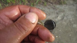 Рыбалка на Судака в Алтайском крае