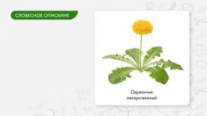 Биология 5 класс. Метод описания в биологии