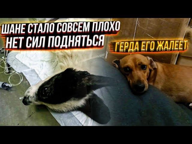 Ой люсенька дела совсем плохи дзен. Ой люсенька дела совсем плохи дзен