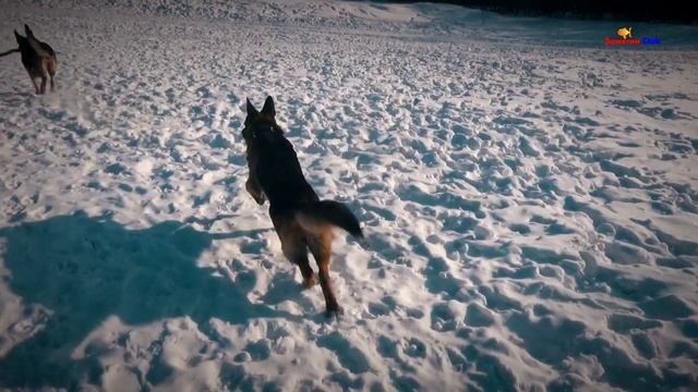Зимние прогулки с юной немецкой овчаркой по кличке Дум Думчику два года смотреть онлайн