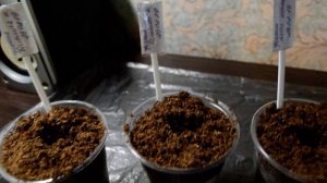 посадка финиковой пальмы  из косточки