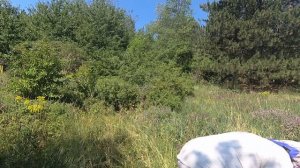 ЗЕМЛЯНИКА ЛЕСНАЯ. ЛЕЧЕБНЫЕ СВОЙСТВА ПЛОДОВ И ЛИСТЬЕВ