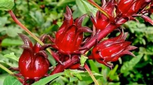 Каркаде повышает или понижает давление? Полезные свойства чая