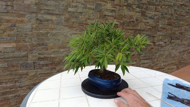 Какой бонсай лучший для новичка? Рекомендации канала Уроки бонсай. Bonai tree fruits