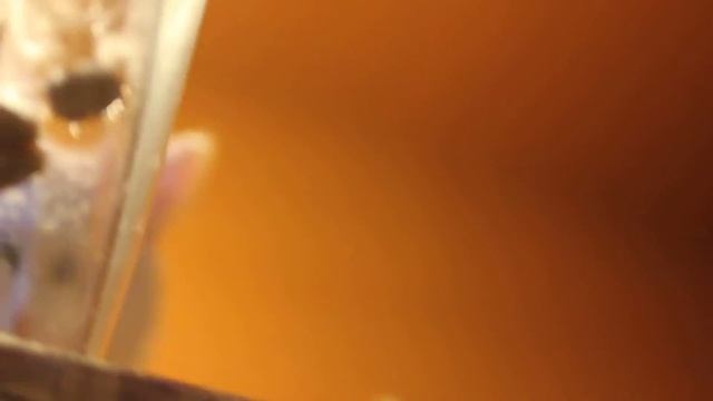 коты едят. вид снизу смотреть онлайн