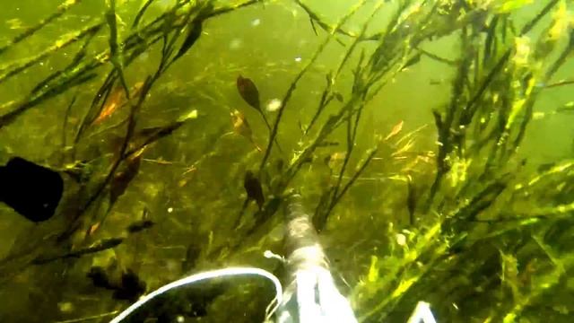 Подводная охота в Астрахани смотреть онлайн