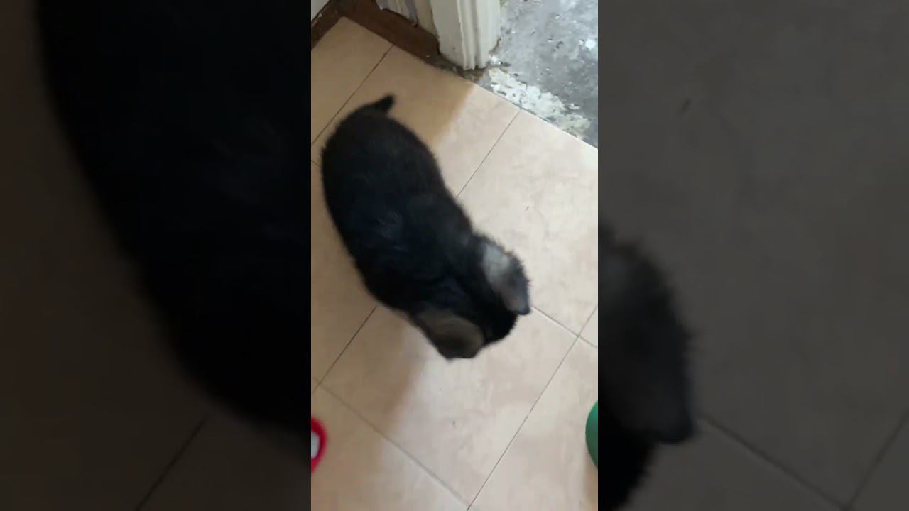 Щенок немецкой овчарки, команда сидеть и выдержка перед едой смотреть онлайн