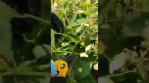 Гортензия пильчатая Блю Берд. Обрезка.