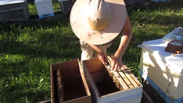 Как пересадить пчелопакет в улей (24.06.2022) смотреть онлайн