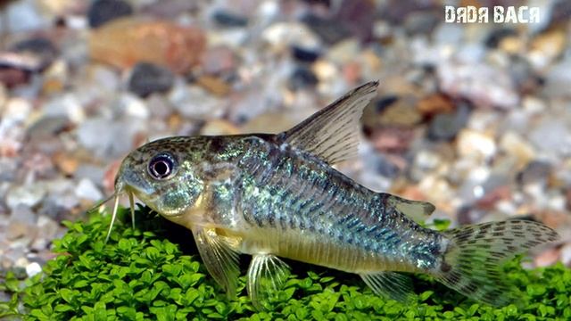 Крапчатый сомик! Разведение, содержание, размножение! Corydoras paleatus смотреть онлайн