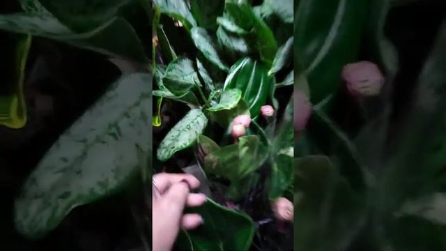 Новое поступление цветов в нашем магазине 25 сентября. смотреть онлайн