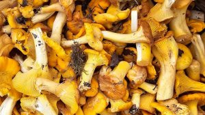 В Рязани ГРИБЫ С ГЛАЗАМИ! Полная корзина грибов! Лисички