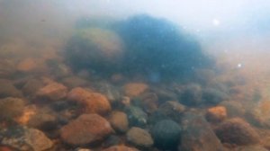 Прикормка Дунаев КАРП НАТУРАЛ! Серия WORLD CHAMPION от DUNAEV