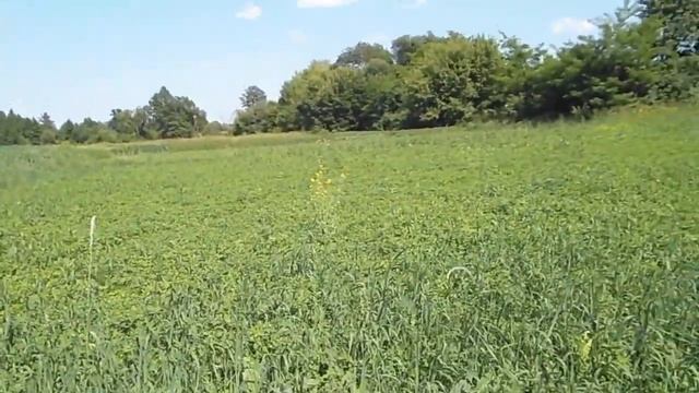 Ответы на вопросы Как и когда сеять люцерну Сколько семян люцерны нужно Какую траву посеять на сено смотреть онлайн