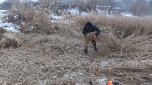 Заготовка камыша зимой для ульев. Экоулей. Как сделать улей из камыша
