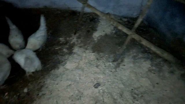 Куры несушки в моем курятнике. смотреть онлайн