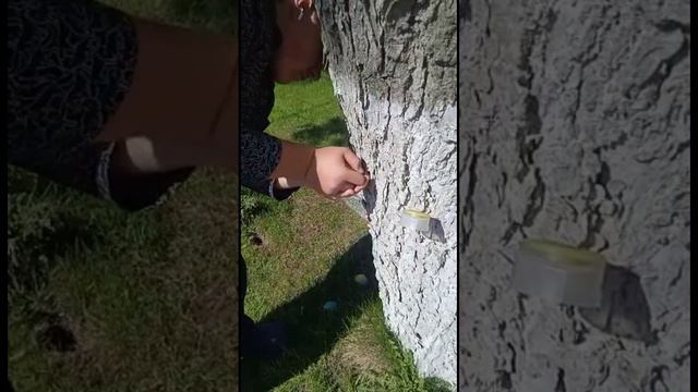Спасаем каштаны от минирующей моли в городском парке Тулы