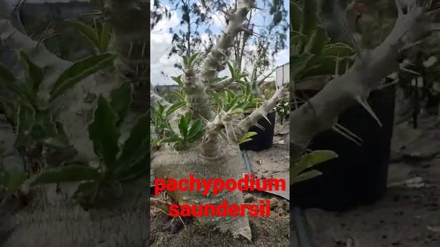 pachypodium saundersii.