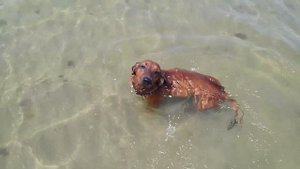 Такса плавает в море