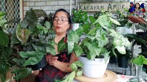 SYNGONIUM PODOPHYLLUM | ARROWHEAD VINE | CARING TIPS | BY #kabayanamor #subscribe #plantcare