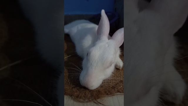 cute rabbit sleeping ? ? #shorts