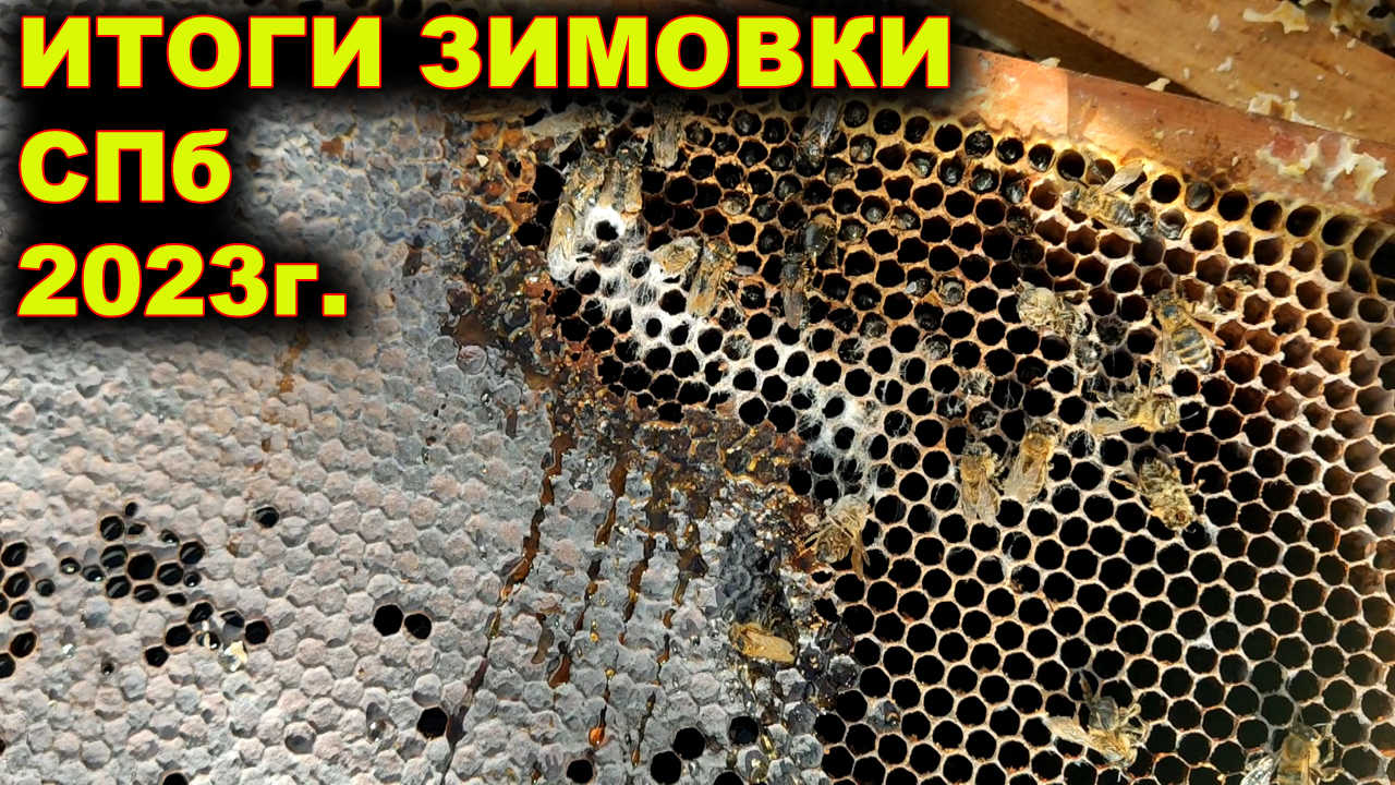 Итоги зимовки пчёл в СПб. 2023г.