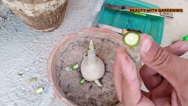 Easiest & Simple Method To Graft Adenium | Desert Rose Plant Grafting | Adenium Obesum Plant смотреть онлайн