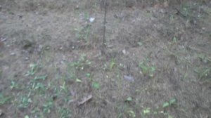 ПО ГРИБЫ В ЛЕС ВСЕЙ СЕМЬЁЙ! Бабушка показывает как надо собирать грибы!