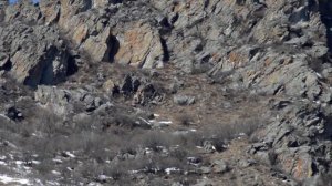 Охота беркута