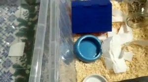 Обустраиваем контейнеры для хомяков