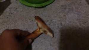 Съедобный гриб молочай