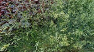 Девица краса, русая коса (Два гребня).