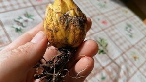 Лилия Мартагон Рубрум из магазина Делёнка. Март 2022