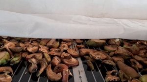 Сушилка для фруктов и овощей своими руками