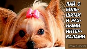 Ответ шумным соседям. Лай собак