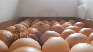Рождения цыплят в инкубаторе Норма Луппер с 8. (Порода Родонит)