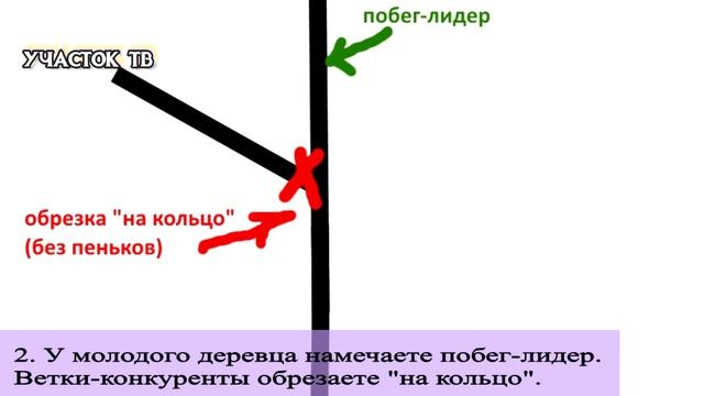 Весенняя Обрезка Плодовых Деревьев - Формирование и Обрезка Яблони - Когда Весной Обрезать Яблоню