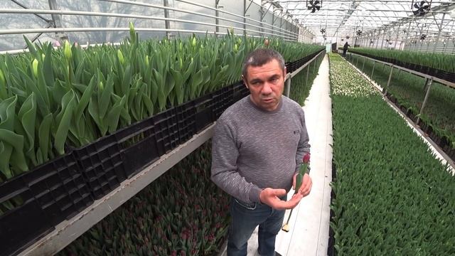 Бизнес на тюльпанах в Краснодарском крае.Белтюльпан. 25 лет в деле