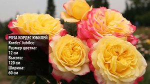 ТОП 10 ЛУЧШИХ СОРТОВ РОЗ - ЦВЕТУТ ВСЕ ЛЕТО И УСТОЙЧИВЫ К БОЛЕЗНЯМ/ Садовый гид