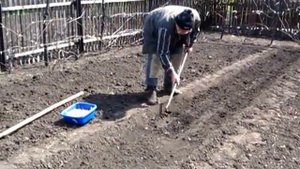 Как посадить лук севок. Садим лук тыканка