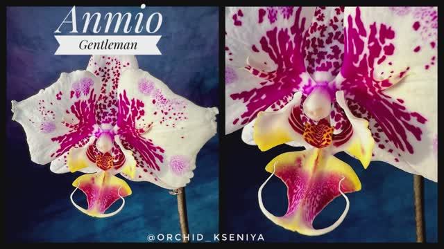 Phal. Anmio Gentleman ? Первое домашнее цветение азиатской орхидеи бабочки Анмио Джентльмен. Обзор